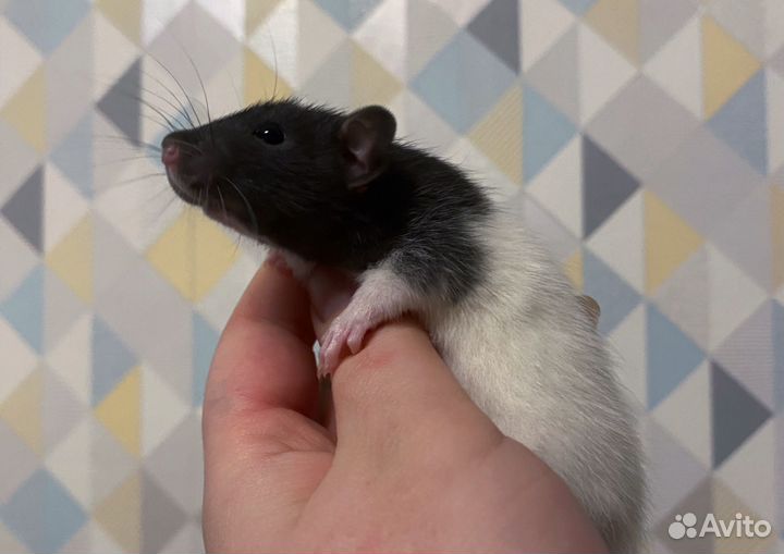 Дамбо крысята