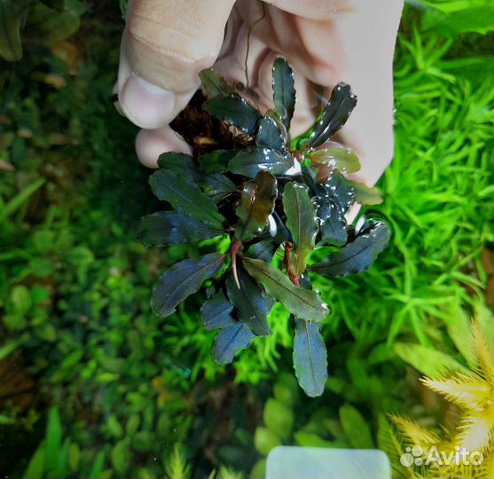 Буцефаландры. Аквариумные растения