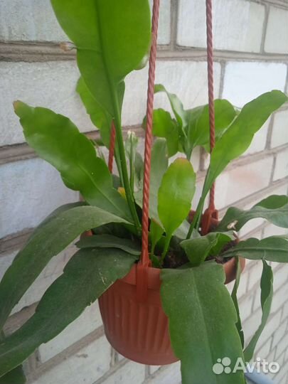 Лесной кактус