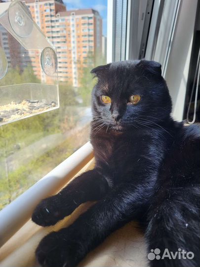 Вязка с котом шотландцем