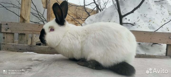 Кролики калифорнийской породы
