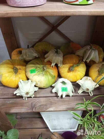 Тыква декоративная на праздник