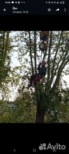 Спил деревьев