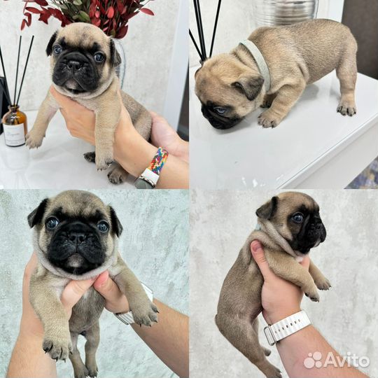 Французский бульдог щенки