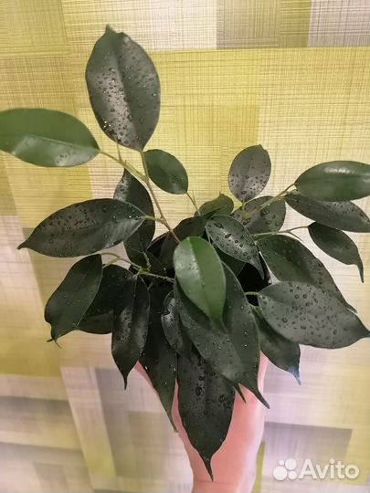 Фикус Бенджамина сорт Даниэль