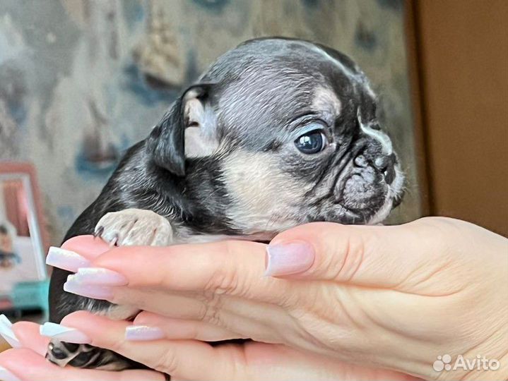 Французский бульдог