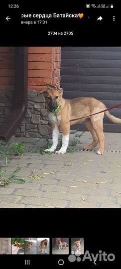 Собака