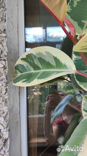 Фикус каучуконосный большой