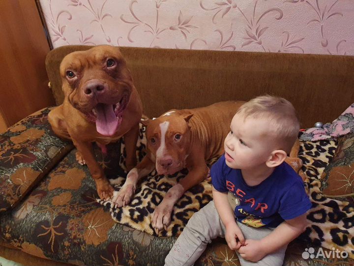 Питбуль вязка