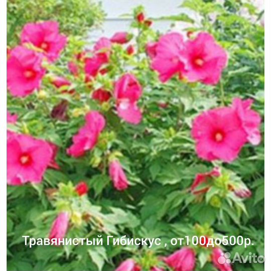 Растения для сада