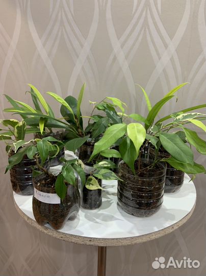 Фикусы от 100 до 400