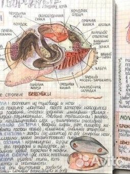 Репетитор по биологии егэ, огэ, впр
