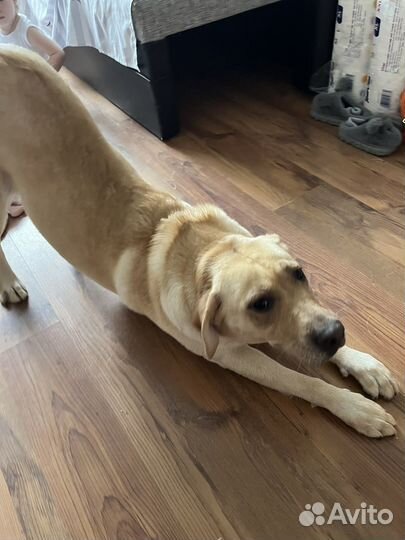 Собака в добрые руки