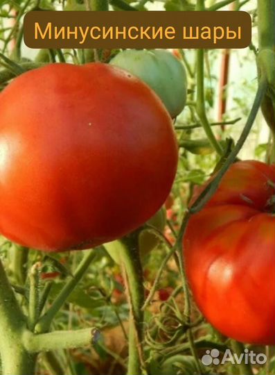 Семена томатов Сержант Пеппер