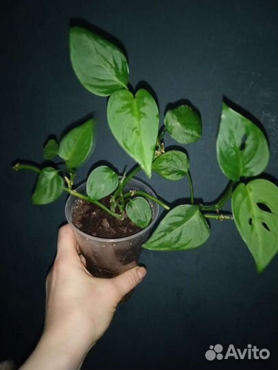 Комнатные цветы