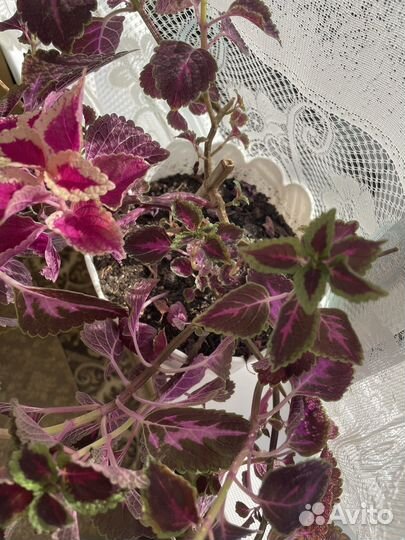 Домашняя красотка