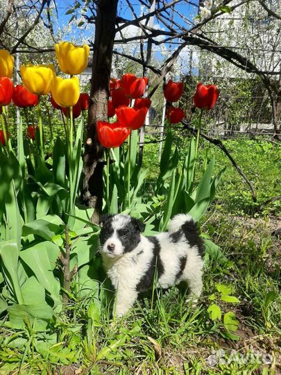 Пять пандочек в дар