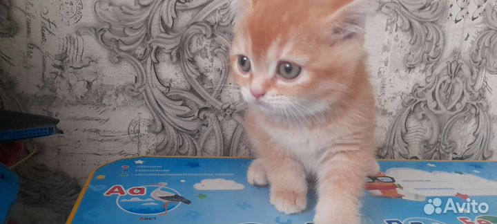 Британцы шиншилла