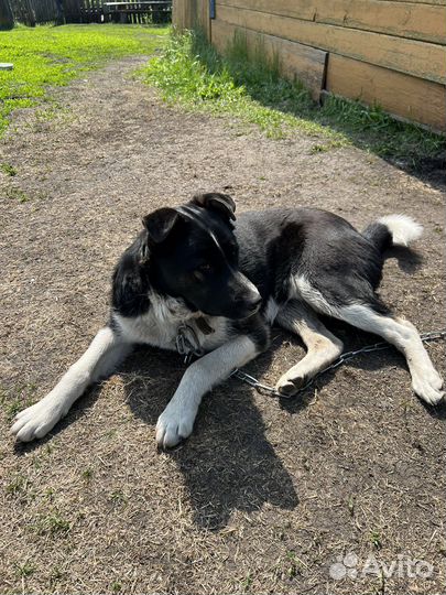 Пёс ищет новых хозяев