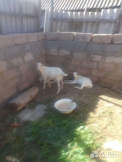 Зааненские козы