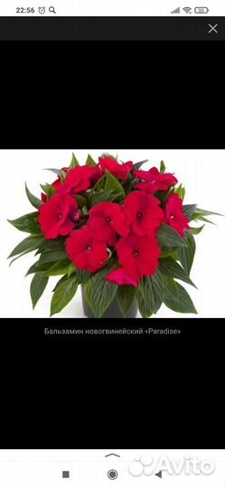 Бальзамин новогвинейский красный