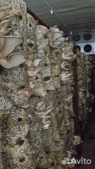 Стеллажи для выращивания вешенок