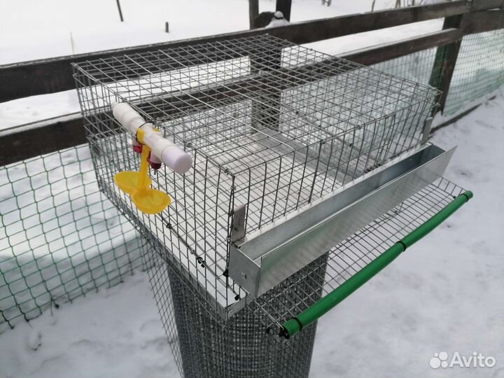 Клетка для перепелов с перепелами