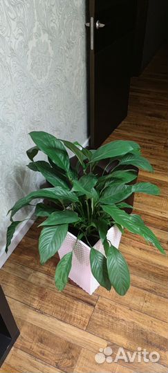 Спатифиллум