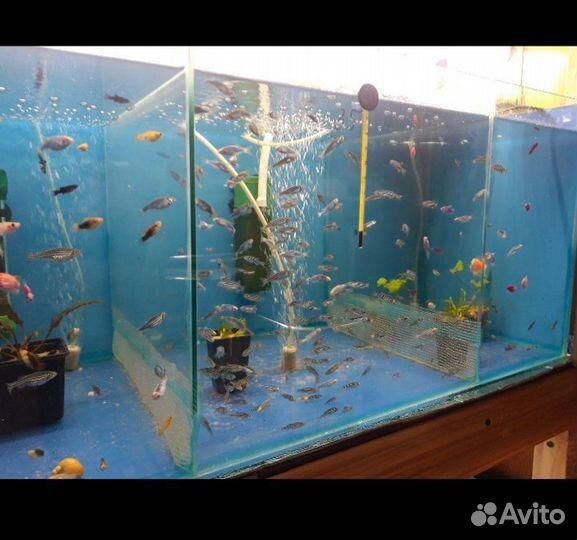 Аквариум