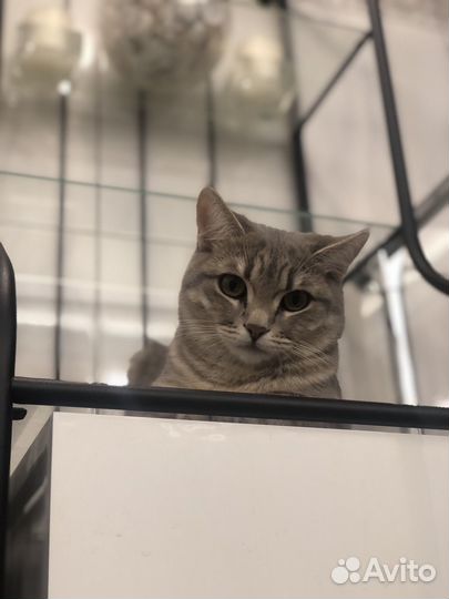 Кошка отдам в добрые руки