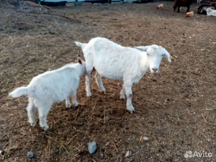 Коза дойная