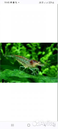 Аквариумные креветки,улитки