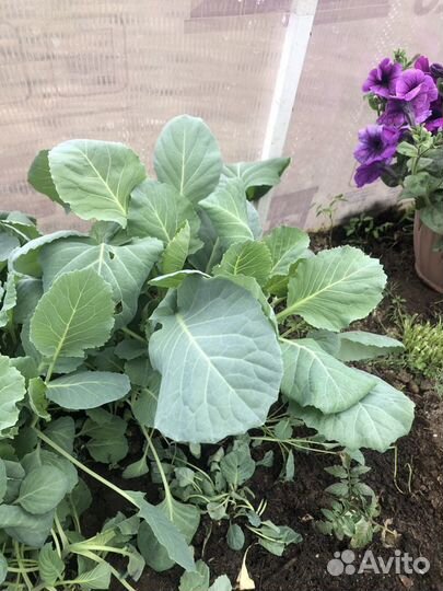 Рассада капусты