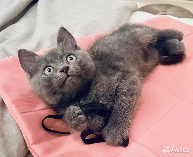 Мальчик Дарси в добрые руки