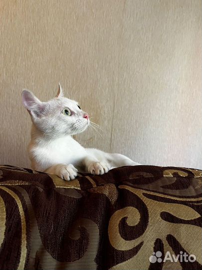 Белая кошечка