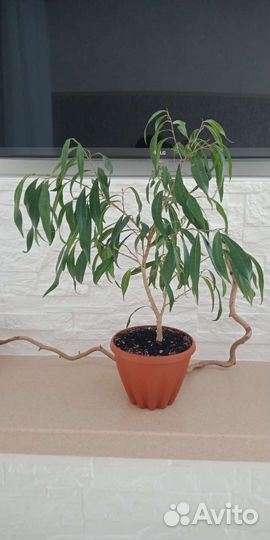 Крупные фикусы и не только