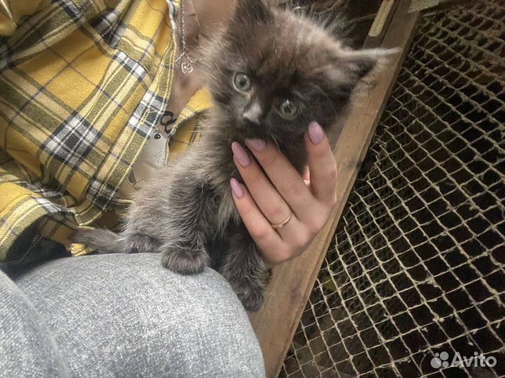 Отдам в дар котята