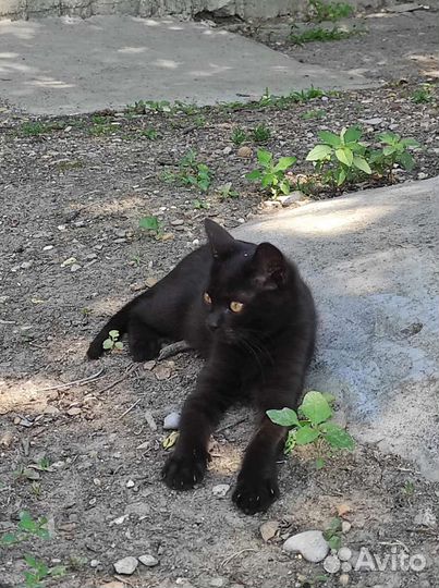 Кошка и котята в большой опасности