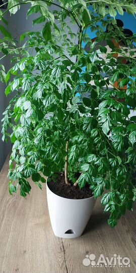 Радермахера синика фикус