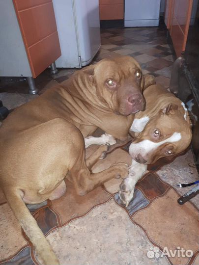 Питбуль вязка