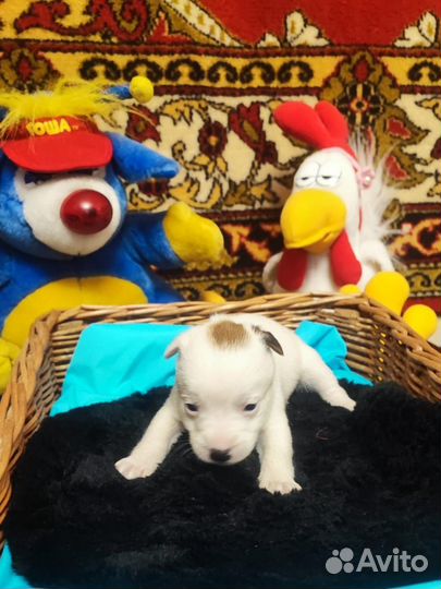 Щенки джек рассел терьер