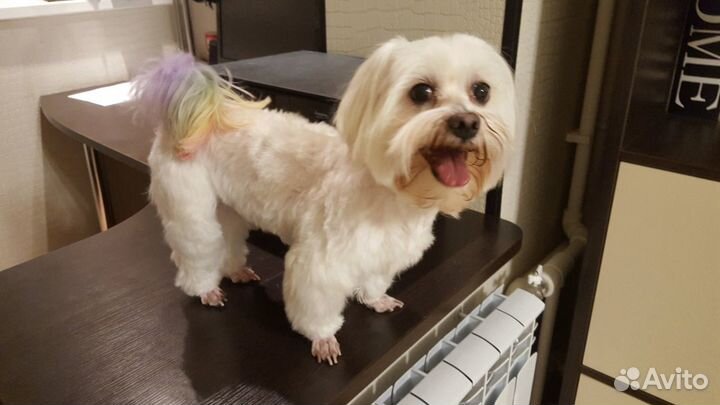 Вязка мальтезе