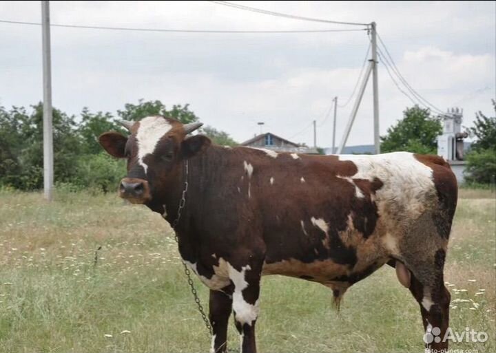 Быки и телки на мясо