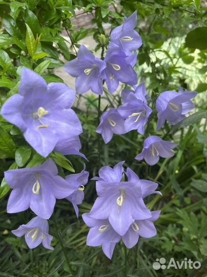 Многолетники садовые