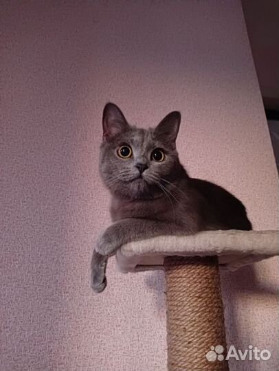 Кошка Кира