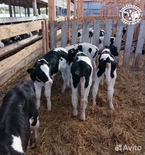 Телята бычки