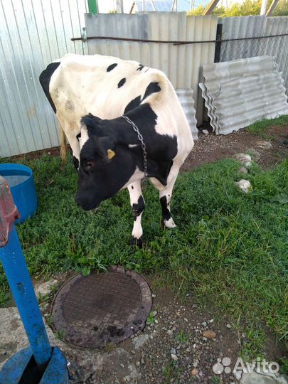 Корова стельная двойная 2 отела 80т.р