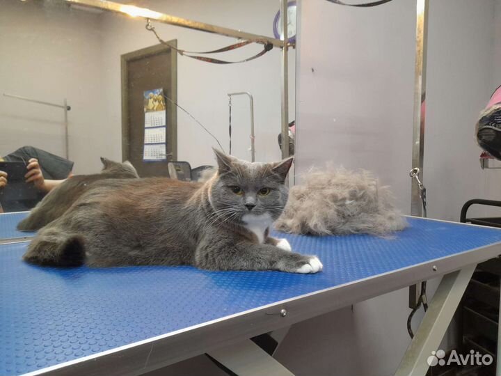 Стрижка собак, груминг, вычес