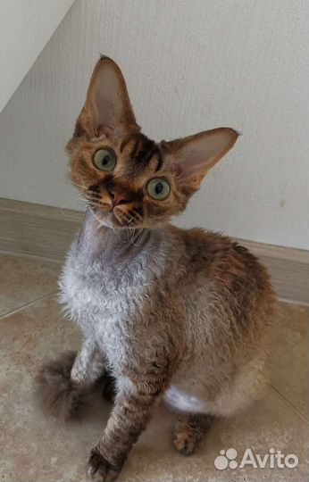 Котята девон-рекс