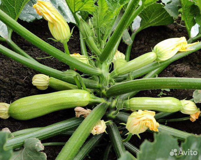 Семена кабачка Даша F1 1000с